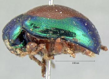 Media type: image; Entomology 17297   Aspect: habitus lateral view